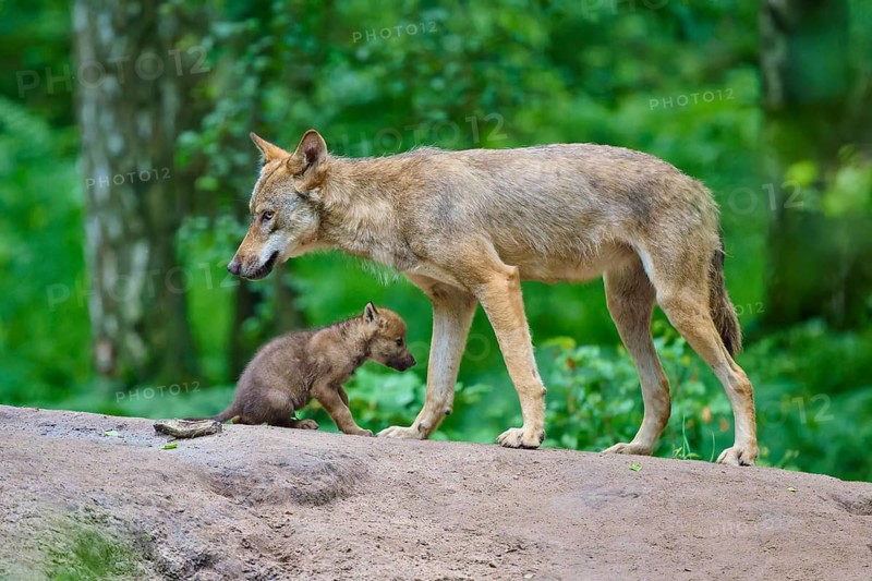 An adult wolf and a pup walking together along a hillside in the forest, Wolf (Canis lupus), Germany