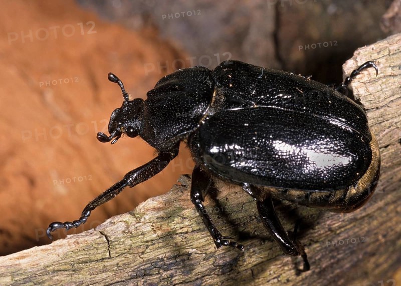 Hermit, Hermit Beetle, Juchten Beetle, Osmoderma Eremita, Beetle, Coleoptera, FFH, Insects, Beetles