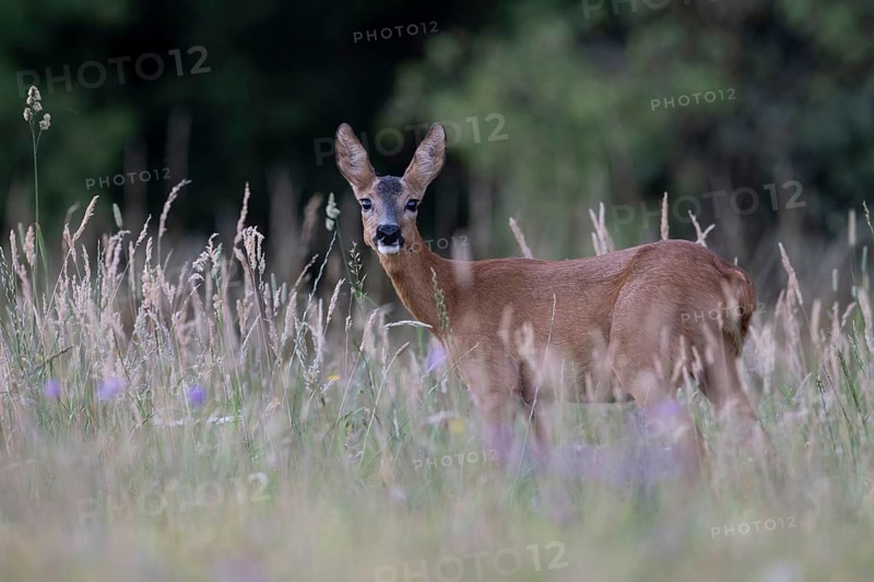 Deer, Ricke, Bitburg, Germany