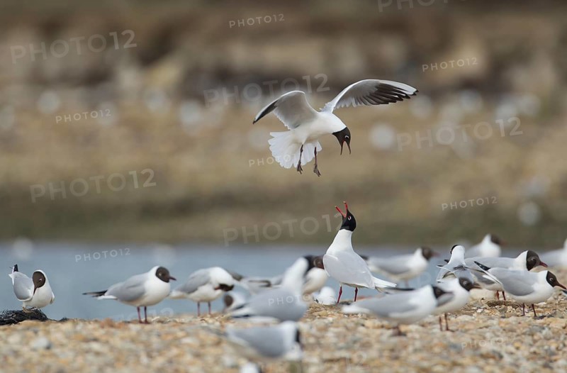 Black headed gull (Larus ridibundus) adult bird flying mobbing a Mediterranean gull (Larus melanocephalus) on a beach, England, United Kingdom