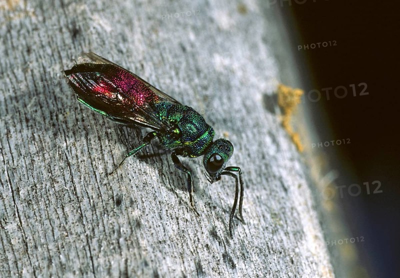 Chrysididae, chrysis ignita, golden wasp, common golden wasp, golden wasp, hymenoptera, ruby-tailed wasp, insects, insect wood, nesting wood, wild bees