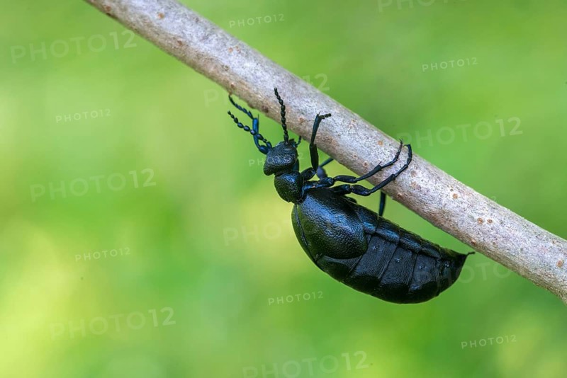 Blue mayworm, meloe cf violaceus, meloe violaceus, meloid beetle, violet oil beetle, purple oil beetle, purple oil beetle, beetle, coleoptera, female, insects, beetles, female oil beetle