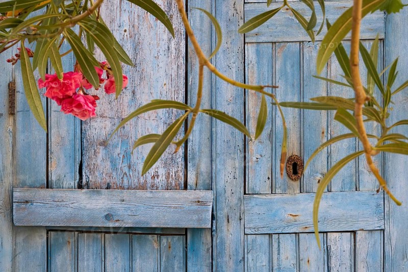 Blooming oleander branches in front of a light blue wooden door, Malfa, Salina, Aeolian or Lipari Islands, Southern Italy, Italy