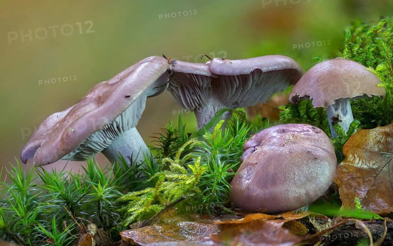 Blue rubella knight, brown-blue rubella knight, lepista nuda, naked rubella knight, purple rubella knighterling, purple rubella funnel, wood blewit, fungi, fungi, mushrooms