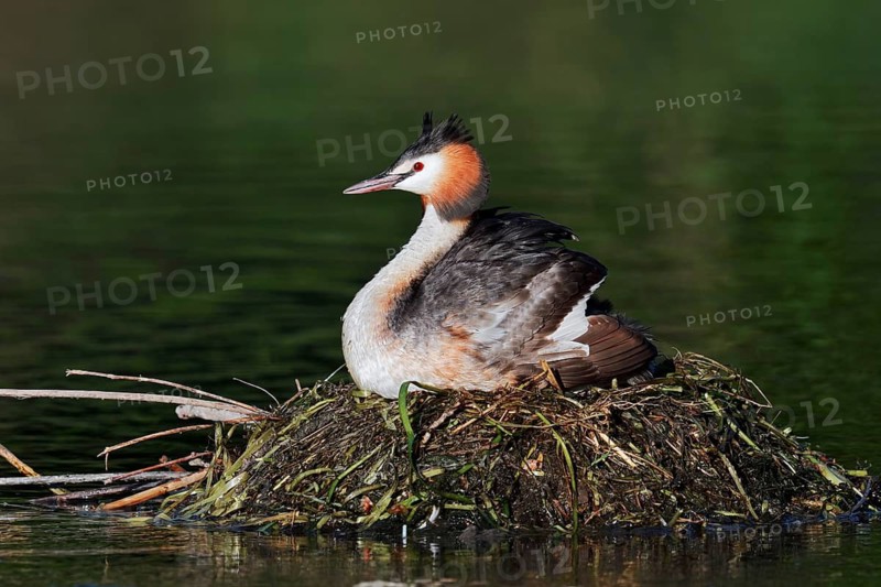 Great Crested Grebe (Podiceps Scalloped ribbonfish) sitting on its nest, North Rhine-Westphalia, Germany