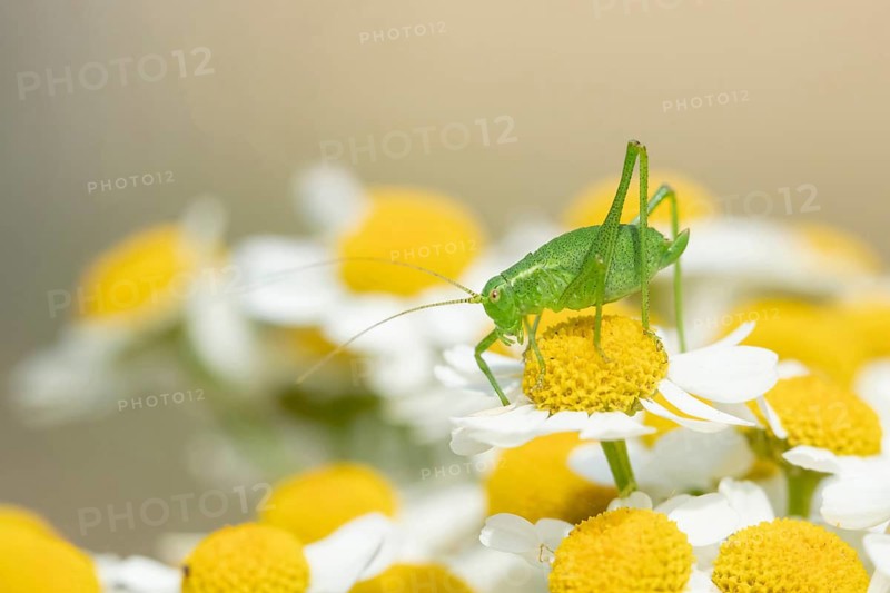 Speckled bush cricket (Leptophyes punctatissima) adult insect on garden daisy flowers in summer, Suffolk, England, United Kingdom