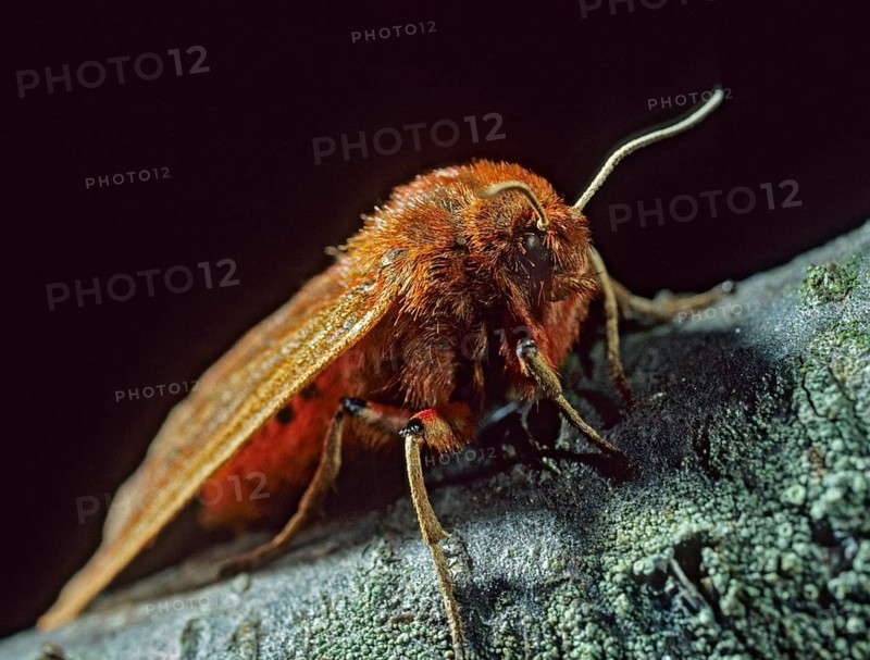 Phragmatobia fuliginosa, rust-winged bear, cinnamon bear, butterfly, insects, moths, moths, moths, moths, ruby tiger, butterfly