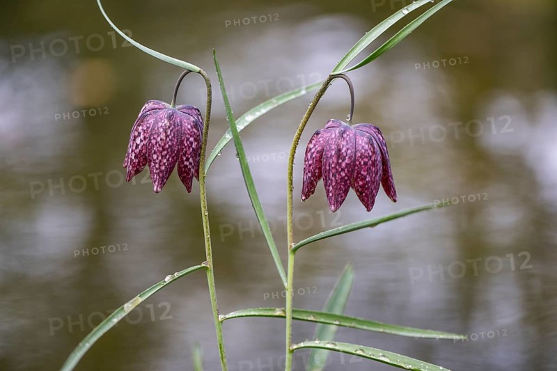 Snake's Head Fritillary (Fritillaria meleagris), Emsland, Lower Saxony, Germany