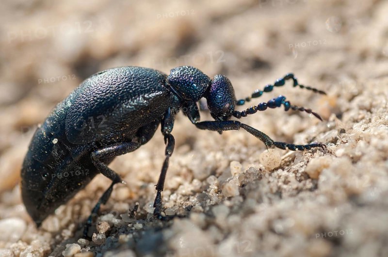 2009, blue mayworm, Brandenburg, Germany, mayworm, meloe cf violaceus, meloe violaceus, meloid beetle, national natural heritage, natural paradise Grünhaus, violet oil beetle, beetle, post-mining landscape, Coleoptera, green house, insects, beetles