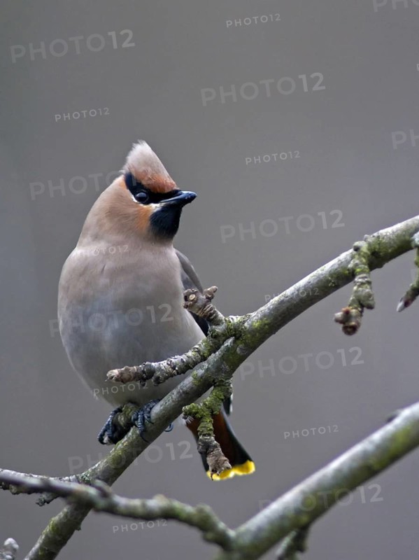 Bombycilla Garrulus, waxwing, birds, high size, portrait format, passeri, songbirds, songbirds, birds