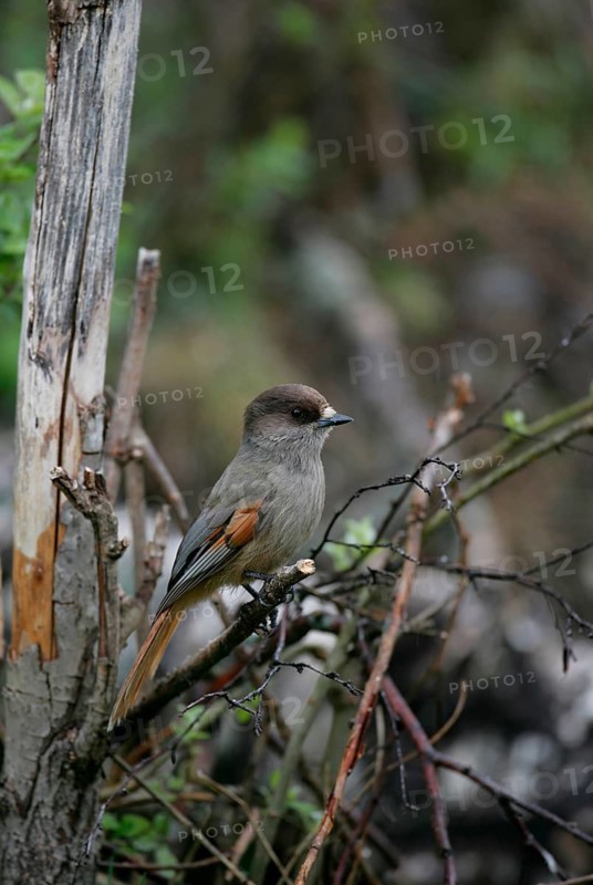 Siberian jay (Perisoreus infaustus) perched on a tree branch, Finland