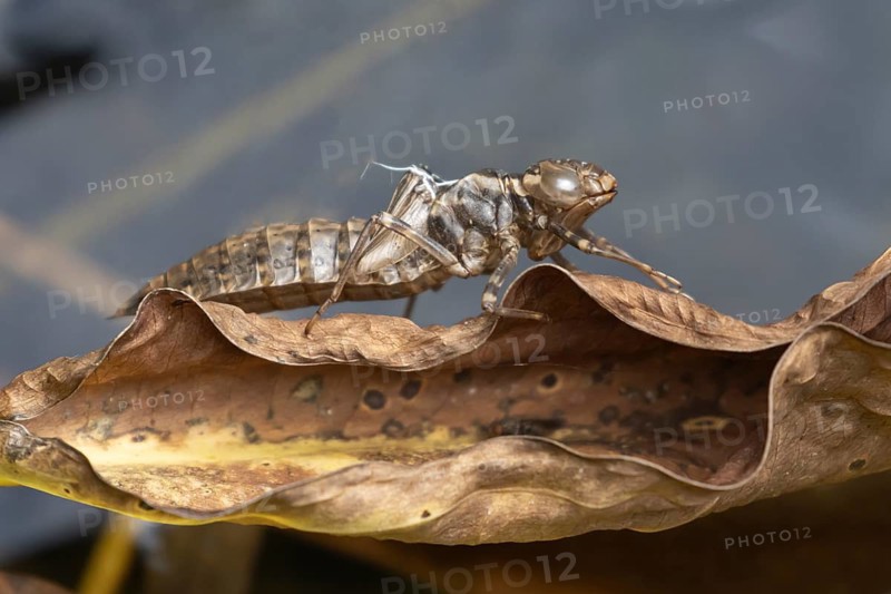 Dragonfly larva pupa caseing on a dead leaf, England, United Kingdom
