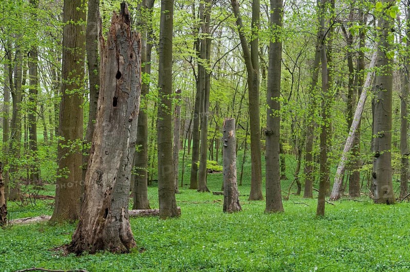 Tree, trees, deadwood, spring, cave tree, deciduous forest, natural forest, spring, dead wood, tree, jungle, wood