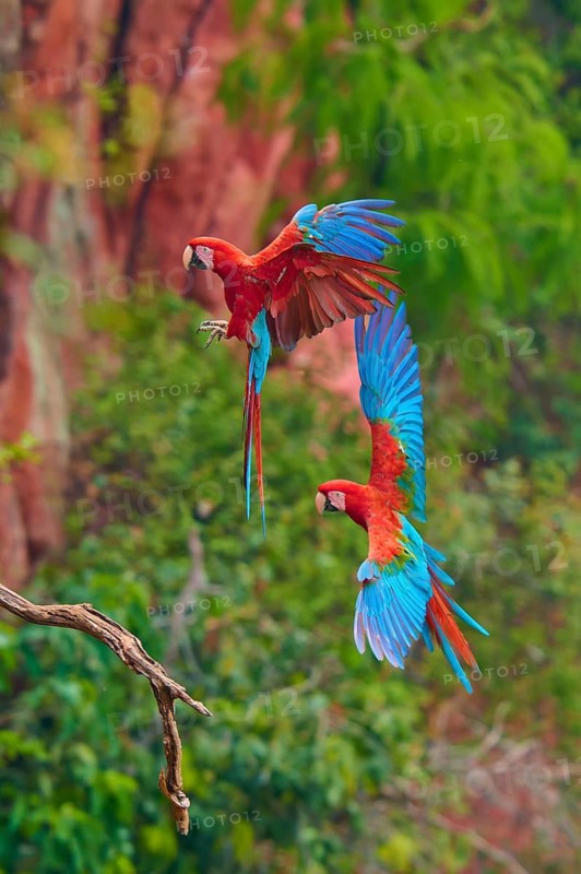 Two colourful parrots hovering near a branch surrounded by lush greenery, Green-winged Macaw, or Dark Red Macaw (Ara chloroptera), Buraco Das Araras, Bonito, Pantanal, Brazil