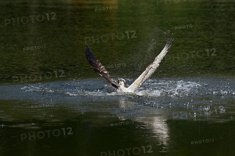 An osprey (Pandion haliaetus) takes off from the surface of a lake after hunting, North Rhine-Westphalia, Germany