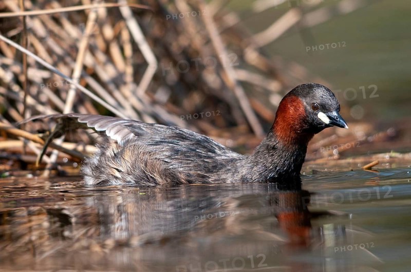 Littele Grebe, Tachybaptus Ruficollis, Little Grebe, Birds, Dabchick, Grebe, Grebe, Podicipedidae, Divers, Birds, Waterbirds