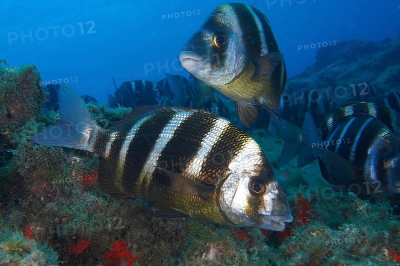 Zebra seabream (Diplodus cervinus cervinus) swimming over a reef in a clear blue ocean, Las Rosas dive site, Las Galletas, Tenerife, Canary Islands, Spain