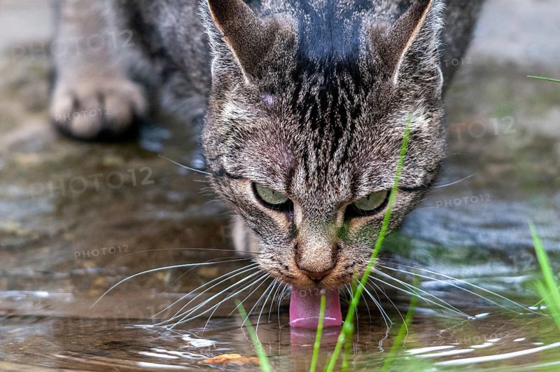 Carnivora, Felis Silvestris forma catus, house cat, predators, bath, bird bath, cat, domesticated animals, garden, pet, cat, mammals, raptors, mammals, drinking, birdbath, watering place
