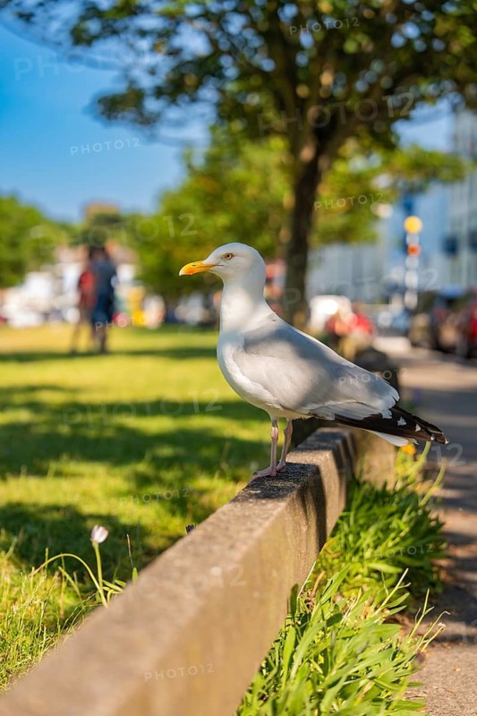 Seagull on a park edge with blurred background and green meadow in sunny weather, Howth, Ireland