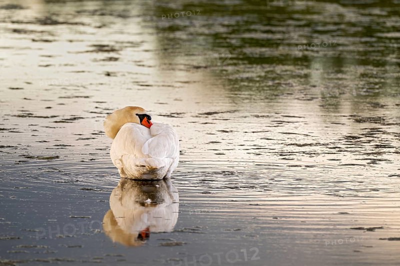 Mute swan (Cygnus olor), resting by the water, Großwilfersdorf Nature Reserve, Großwilfersdorf, Styria, Austria