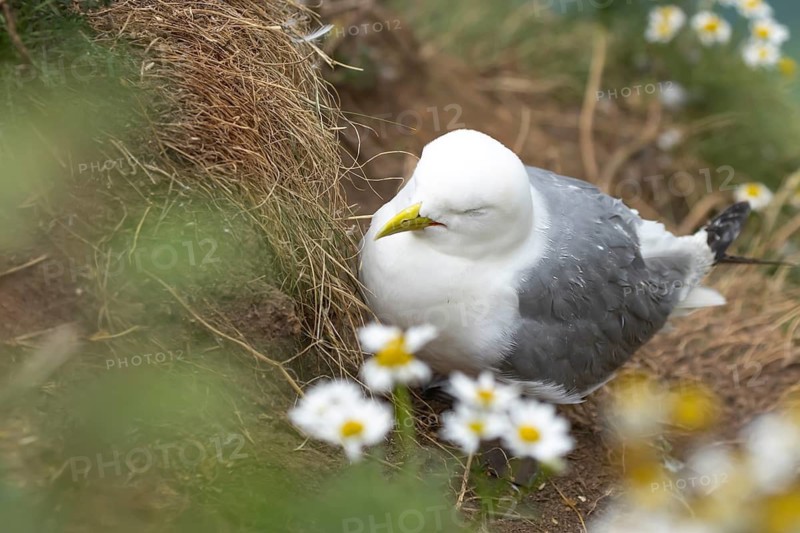 Black legged kittiwake (Rissa tridactyla) adult seabird bird sleeping on a cliff ledge in summer, England, United Kingdom