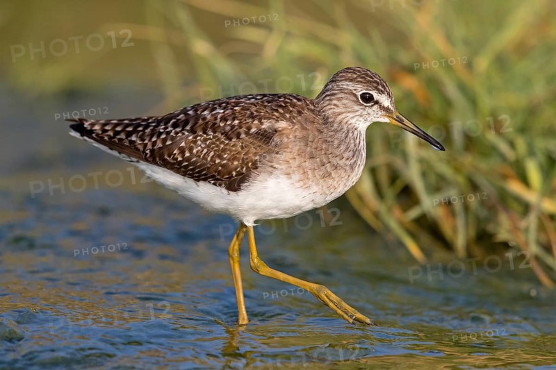 Wood sandpiper (Tringa glareola), Chevalier sylvain, Andarríos Bastardo, Raysut, Salalah, Sohar, Oman
