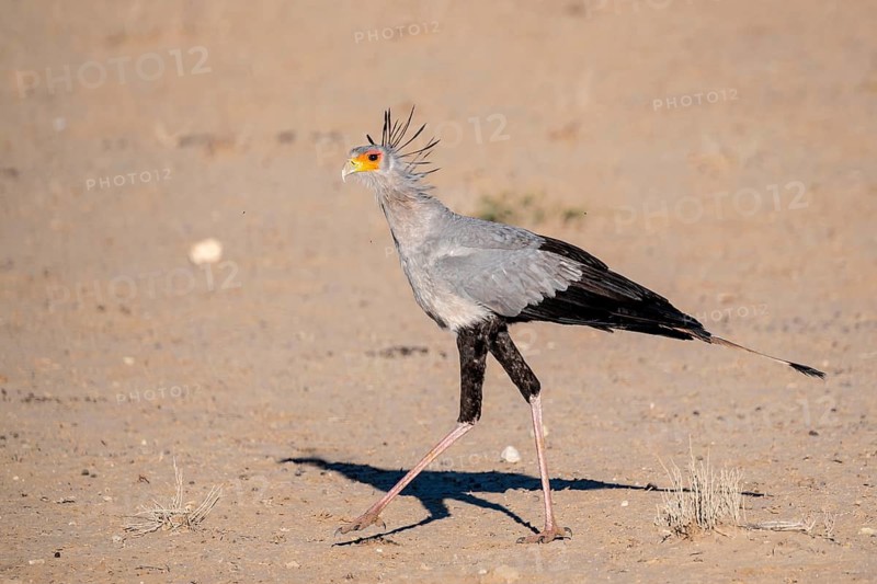 Secretary bird (Sagittarius serpentarius), Kalahari Desert, Kgalagadi Transfrontier Park, South Africa