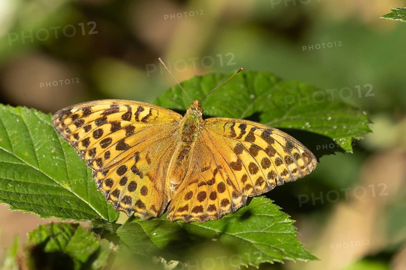 Silver-washed fritillary butterfly (Argynnis paphia) adult insect resting on a Bramble leaf in summer, Suffolk, England, United Kingdom