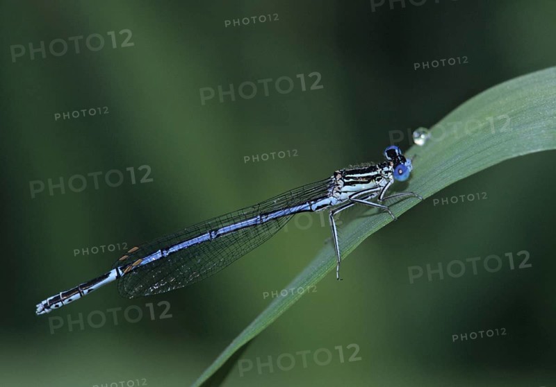 Azure damselfly, blue feather dragonfly, platycnemis pennipes, white-legged damselfly, damselflies, dragonflies, insects, leo, dragonflies, odonata, zygoptera
