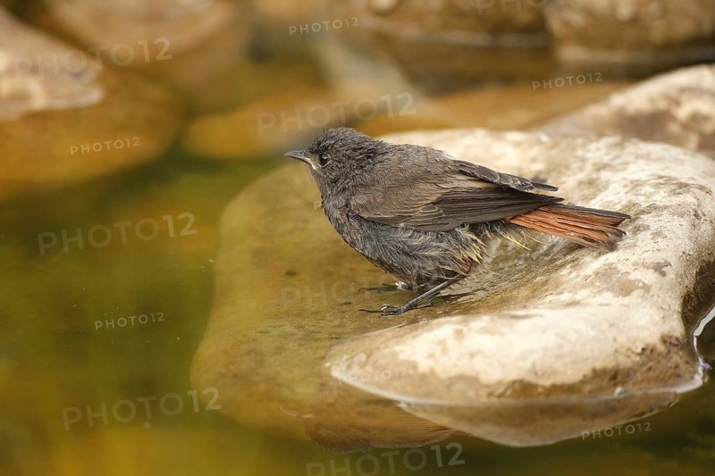 Black Redstart (Phoenicurus ochruros) – a fledgling bathing in a garden pond, Allgäu, Bavaria, Germany