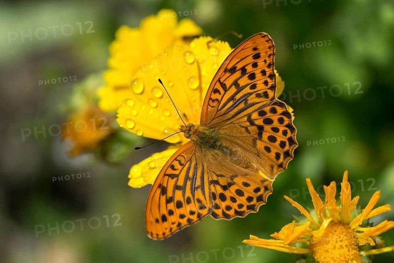 Argynnis Paphia, Kaisermantel, Silver-Washed Fritillary, Butterfly, Insects, Butterfly, Butterflies, Butterflies