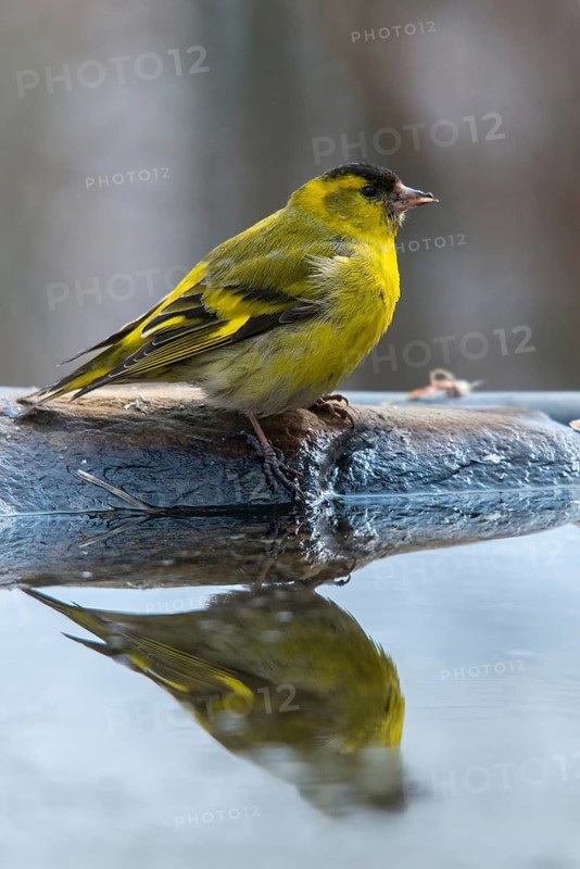 Carduelis spinus, siskin, spinus spinus, siskin, bath, bath, bird bath, birds, high size, portrait format, male, passeri, songbirds, songbirds, mirror image, drinking, birdbath, birds, watering place