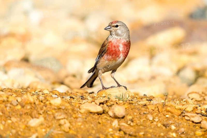 Acanthis cannabina, bloodtail, linaria cannabina, linnet, birds, hanfling, male, passeri, songbirds, birds