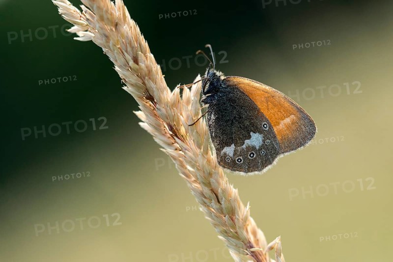 Chestnut heath, coenonympha glycerion, rust-brown meadowbird, red-brown meadowbird, butterfly, insects, butterfly, butterflies