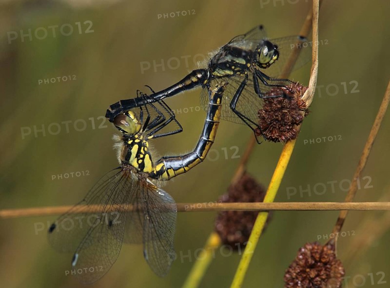 Black Darter, Black Meadowhawk, Black Heidelibel, Sympetrum Danae, Anisoptera, Couple, Damselflies, Dragonflies, Female, Insects, Leo, Dragonflies, Male, Mating Wheel, Male, Odonata, Mating Wheel, Female