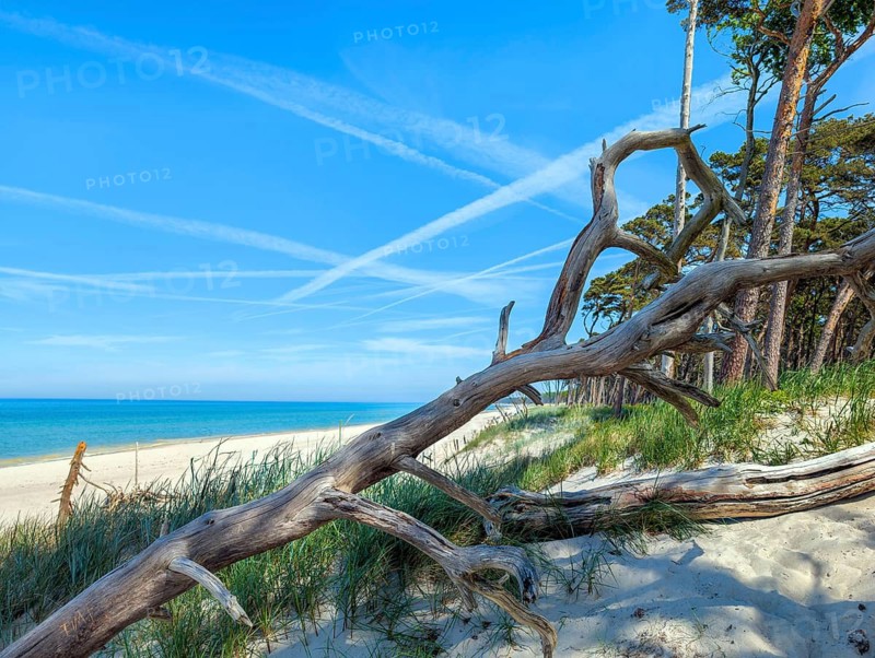 Darß Baltic Sea natural beach Germany