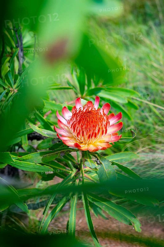 Red Flower, Protea, Drakensberg, South Africa