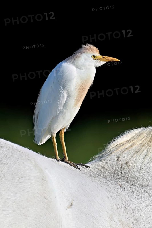 Cattle egret (Bubulcus ibis), standing on the back of a Camargue horse, Camargue, southern France, France