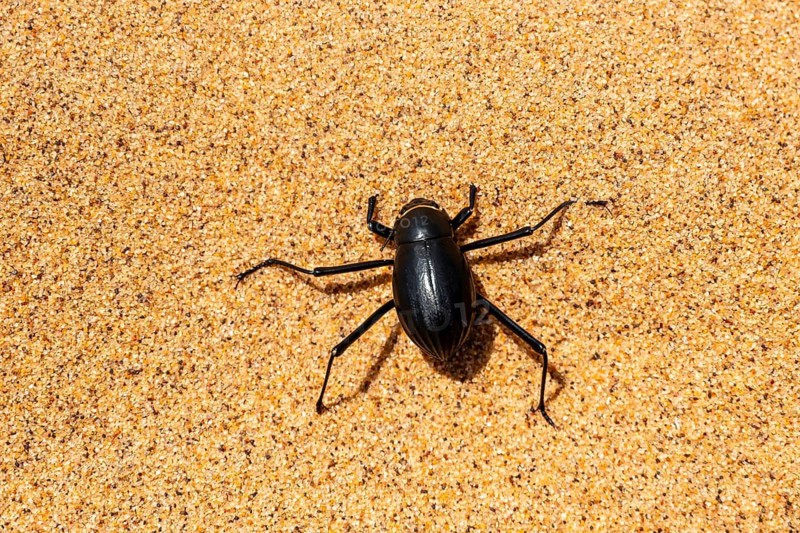 Fog drinker beetle (Onymacris unguicularis), Toktokkie beetle, in the sand, Namib Desert, Namib Naukluft Park, Namibia