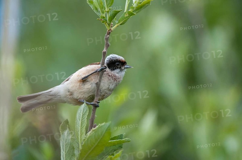 Marsupial tit, European penduline tit, remiz pendulinus, birds, passeri, songbirds, songbirds, birds