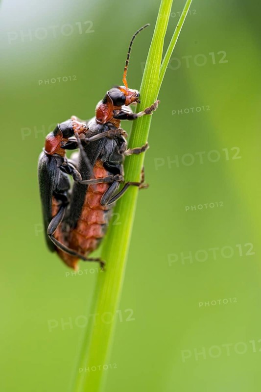 Cantharidae, Cantharis Fusca, Common Dark Soldier Beetle, French Beetle, Common Soft Beetle, Soldier Beetle, Soft Beetle, Coleoptera, High Size, Portrait, Insects, Beetles, Soldier Beetle