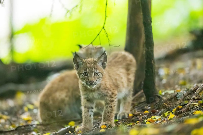 Eurasian lynx (Lynx lynx) youngsters (cub) standing in a forest, Bavaria, Germany