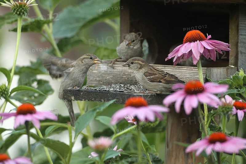 House Sparrow (Passer domesticus) – a female at a bird feeder in the garden, amongst flowering purple coneflowers (Echinacea purpurea), Allgäu, Bavaria, Germany