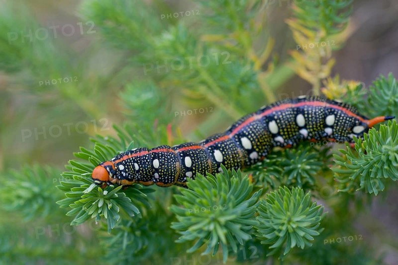 Hyles euphorbiae, milkweed swarmer, butterfly, inchworm, insects, moths, moths, moths, caterpillar, butterfly, swarmer, spurge hawk-moth