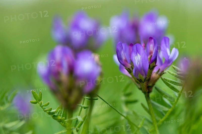 Astragalus danicus, Czech Republic, Danish Tragant, Fabaceae, Lepidoptera, Astragalus, Czech Republic, Flora, Plants, Purple Milk-Vetch