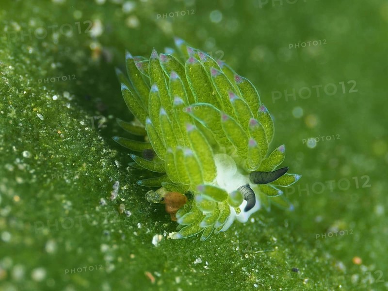 Small green nudibranch, the ‘Shaun the Sheep' nudibranch (Costasiella kuroshimae), on the seabed. The nudibranch is also known as ‘Shaun the Sheep'. Marine nudibranch with kleptoplastids. The chloroplasts, which have been taken up from the green alga Avrainvillea lacerata and stored within its own body, are clearly visible. Body length approx. 3 mm. Dive site: Puri Jati, Umeanyar, Bali, Indonesia
