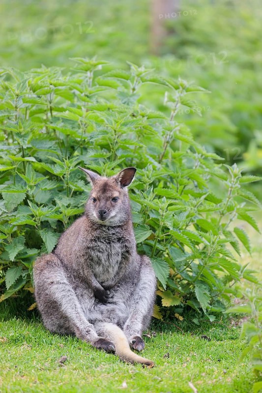 A red-necked wallaby (Macropus rufogriseus) is sitting relaxed in a green meadow with dense vegetation on an overcast day. Eastern Australia, Tasmania, islands of the Bass Strait
