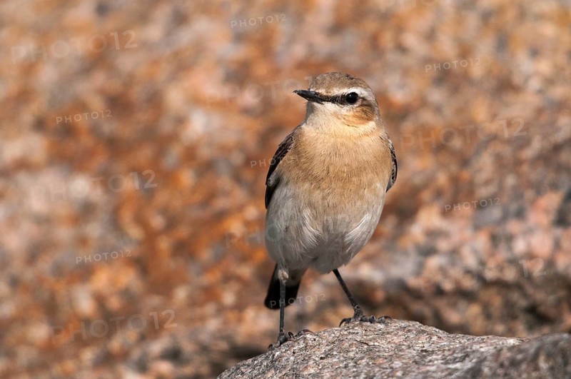 Brandenburg, Germany, national natural heritage, Grünhaus natural paradise, oenanthe oenanthe, Steinschmätzer, wheatear, post-mining landscape, birds, female, green house, passeri, songbirds, birds, female