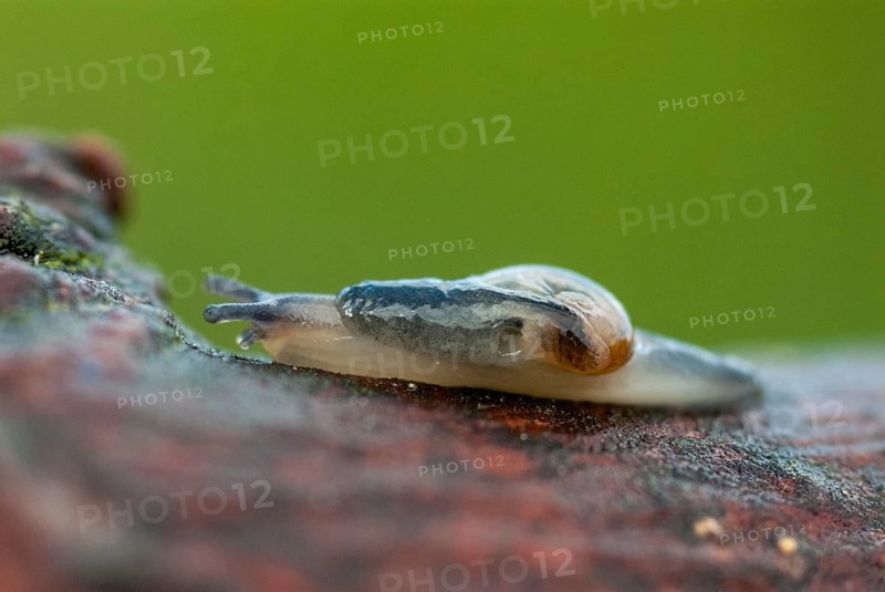 Eucobresia diaphana, ear-shaped glass snail, gastropoda, mollusca, snails, molluscs