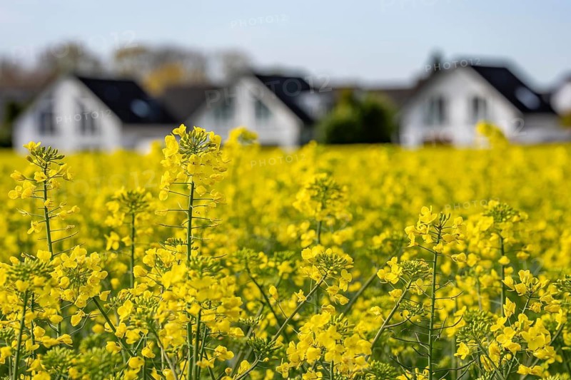 Residential development, residential area, single-family houses, in the south of Essen, living in the countryside, yellow rapeseed field, North Rhine-Westphalia, Germany